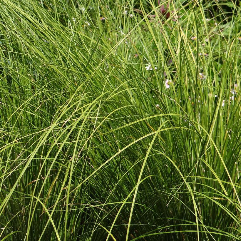 Carex testacea Lime Shine - Oranjezegge (Foliage)