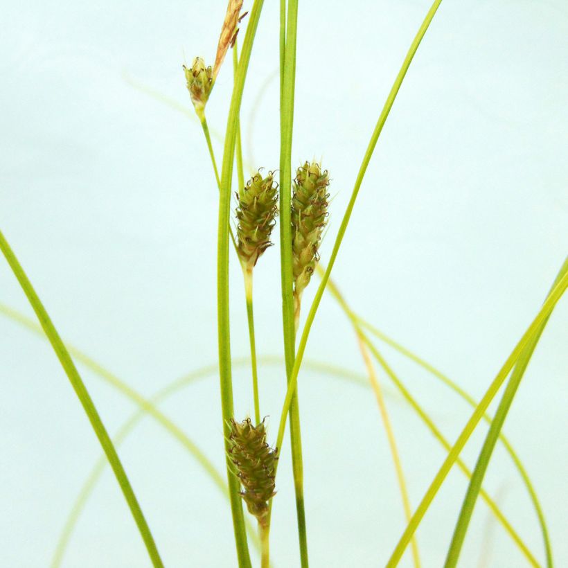 Carex testacea Lime Shine - Oranjezegge (Flowering)