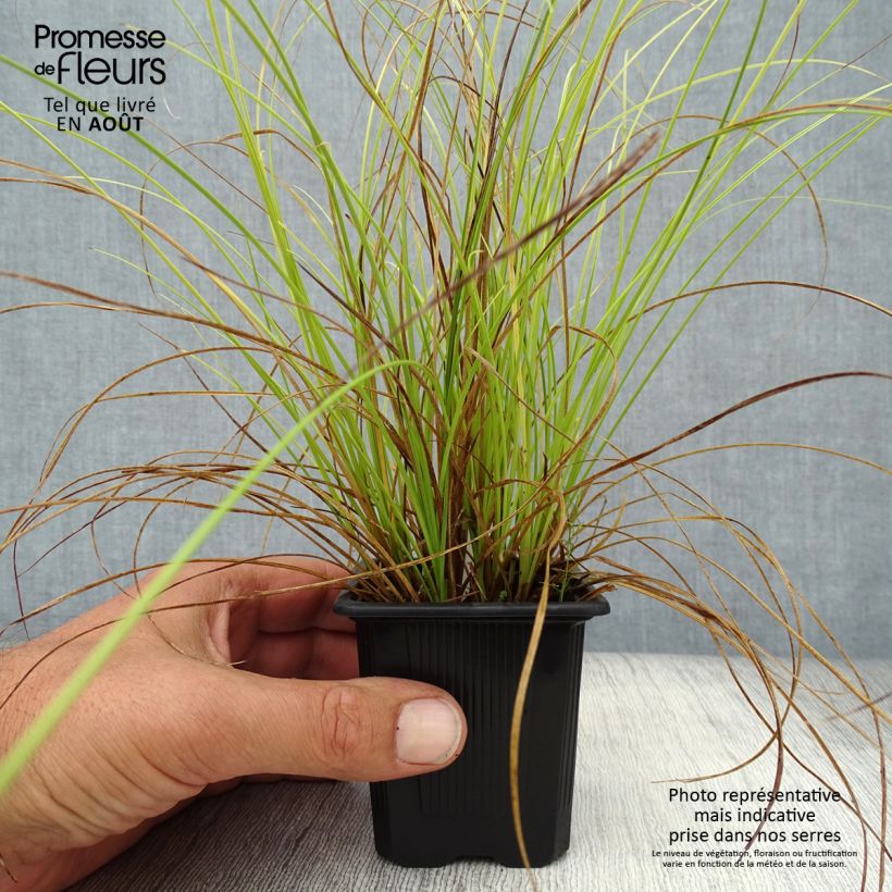 Exemplaar van Carex testacea Lime Shine - Oranjezegge Kweekpotje van 8/9 cm zoals geleverd in de zomer