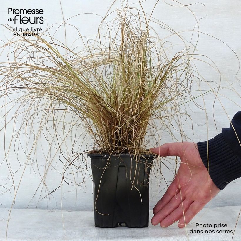 Example of Carex testacea Lime Shine - Oranjezegge Pot van 2 l/3 l as you get in printemps