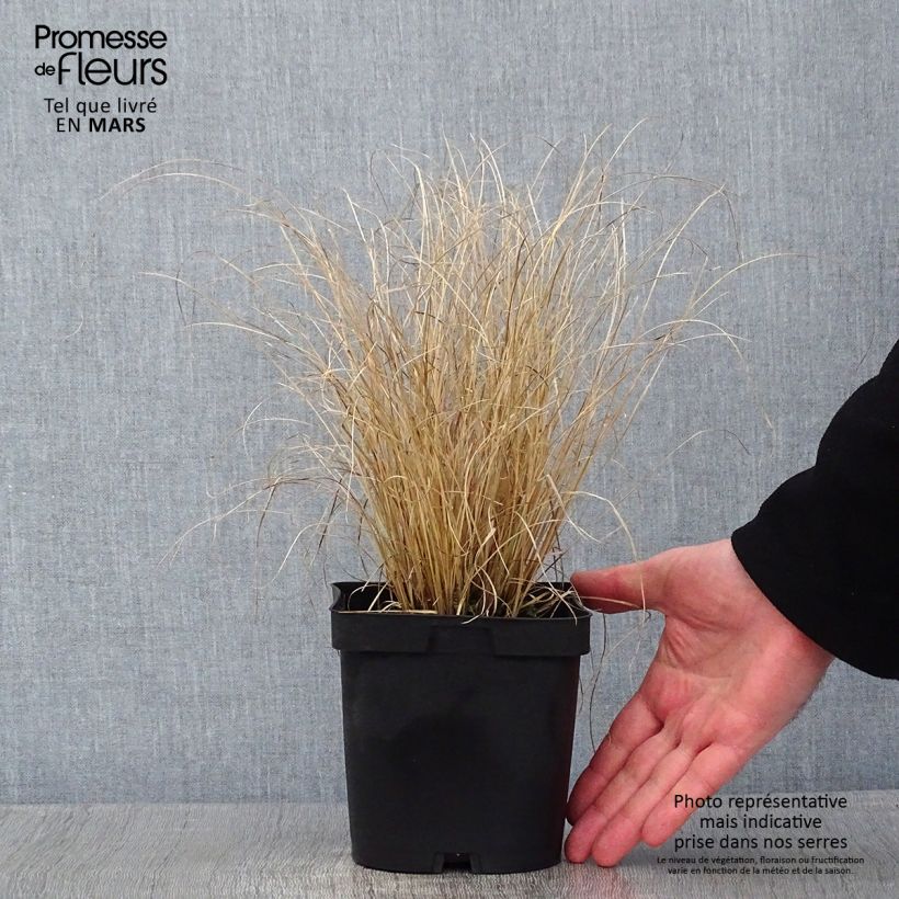 Exemplaar van Carex testacea Lime Shine - Oranjezegge Pot van 2 l/3 l zoals geleverd in de winter