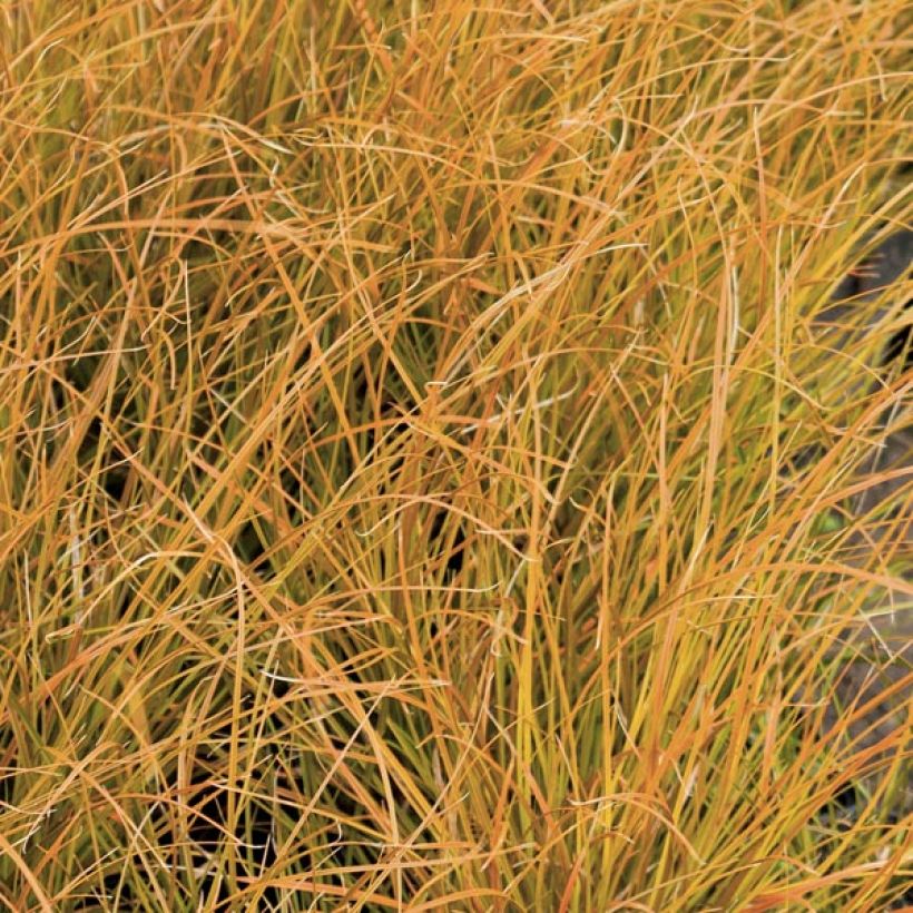 Carex testacea Prairie Fire - Oranjezegge (Blad)