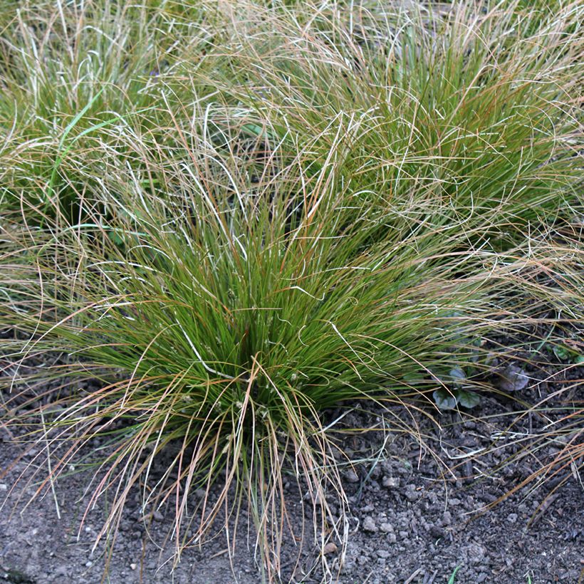 Carex testacea Prairie Fire - Oranjezegge (Groeiplaats)