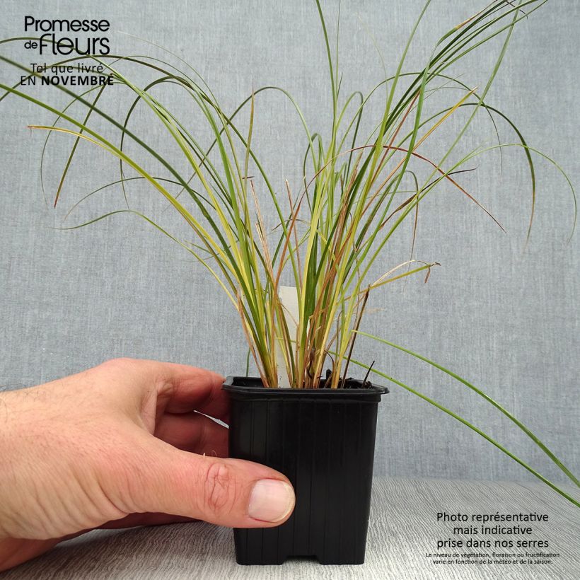 Exemplaar van Carex testacea Prairie Fire - Oranjezegge Kweekpotje van 8/9 cm zoals geleverd in de herfst