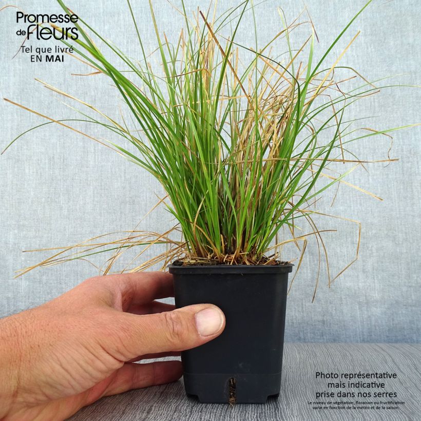 Example of Carex testacea Prairie Fire - Oranjezegge Kweekpotje van 8/9 cm as you get in printemps