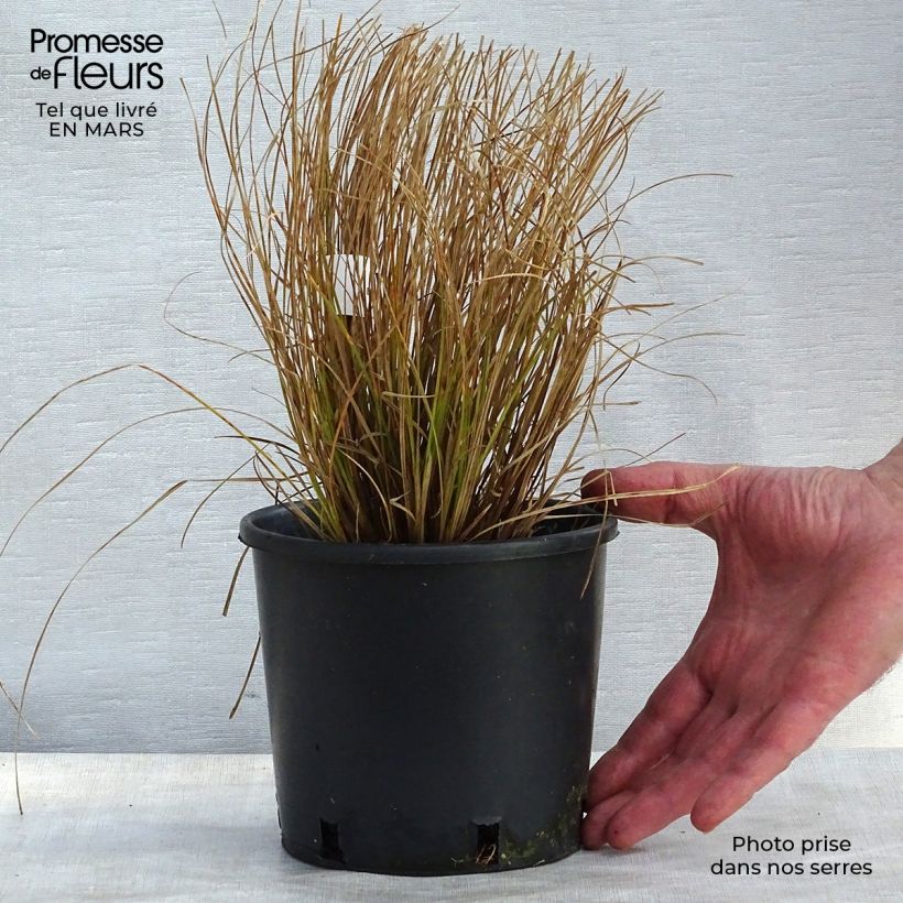 Example of Carex testacea Prairie Fire - Oranjezegge Pot van 2 l/3 l as you get in printemps