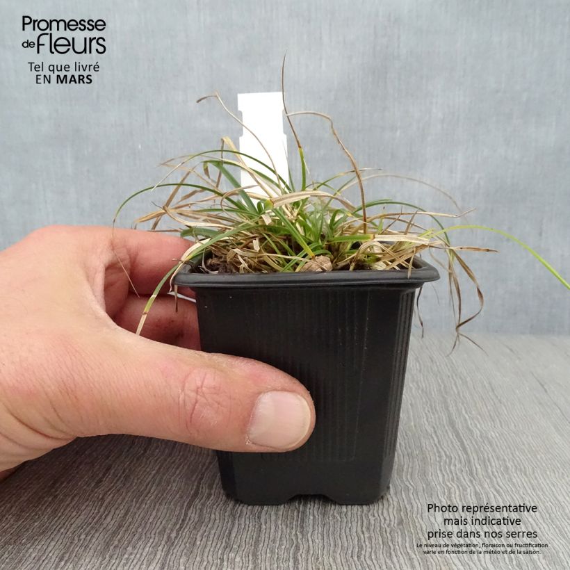 Exemplaar van Carex umbrosa - Schaduwzegge Kweekpotje van 8/9 cm zoals geleverd in de lente