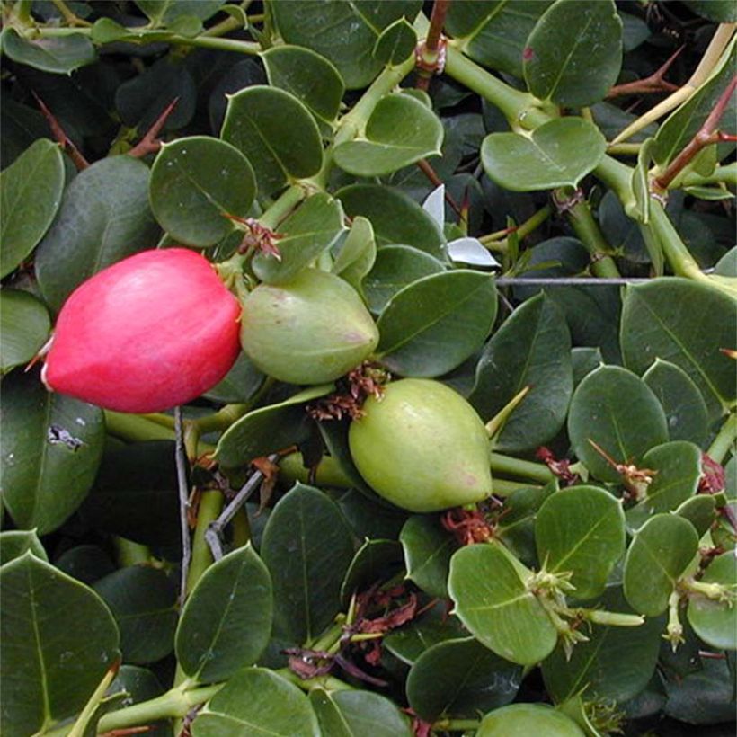 Carissa macrocarpa - Natalpruim (Blad)