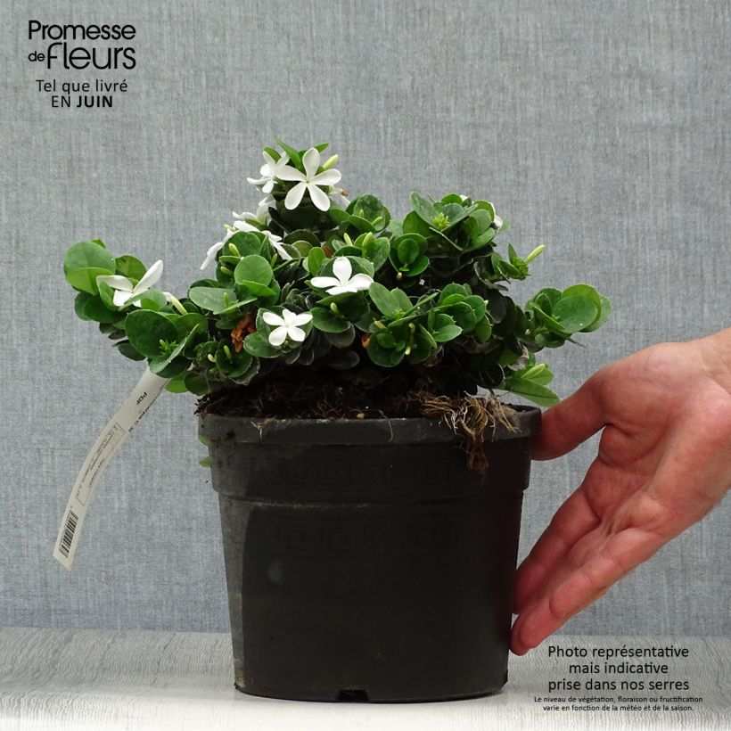 Exemplaar van Carissa macrocarpa - Natalpruim Pot van 2 l/3 l zoals geleverd in de zomer