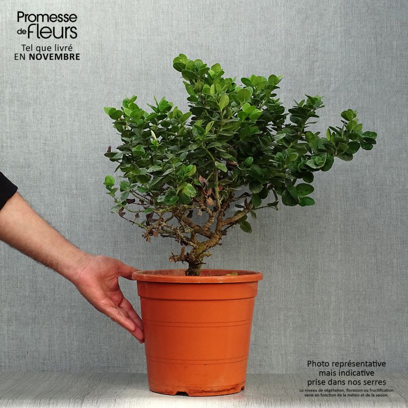 Exemplaar van Carissa macrocarpa - Natalpruim Pot van 7,5 l/10 l zoals geleverd in de herfst