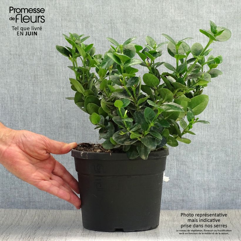 Exemplaar van Carissa macrocarpa prostrata - Natalpruim Pot van 3 l/4 l zoals geleverd in de zomer