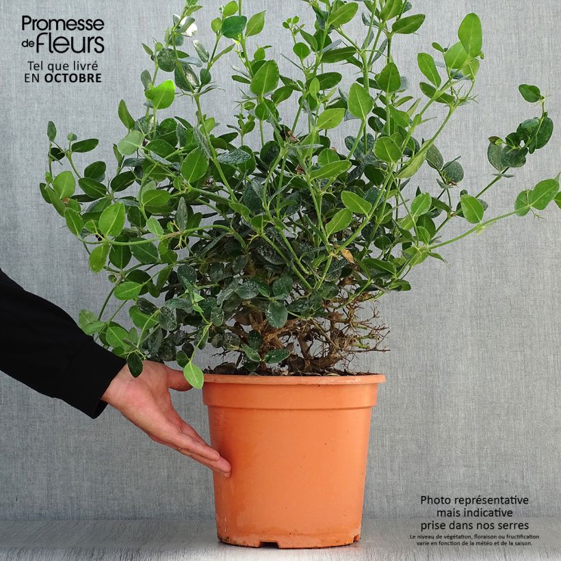 Exemplaar van Carissa macrocarpa prostrata - Natalpruim Pot van 7,5 l/10 l zoals geleverd in de herfst