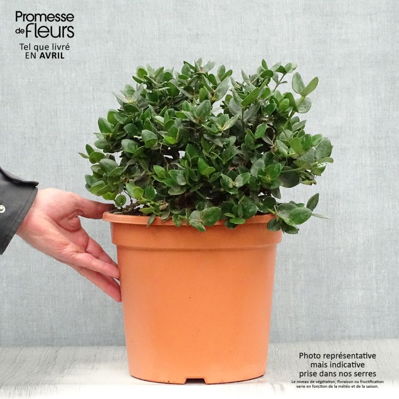 Exemplaar van Carissa macrocarpa prostrata - Natalpruim Pot van 7,5 l/10 l zoals geleverd in de lente