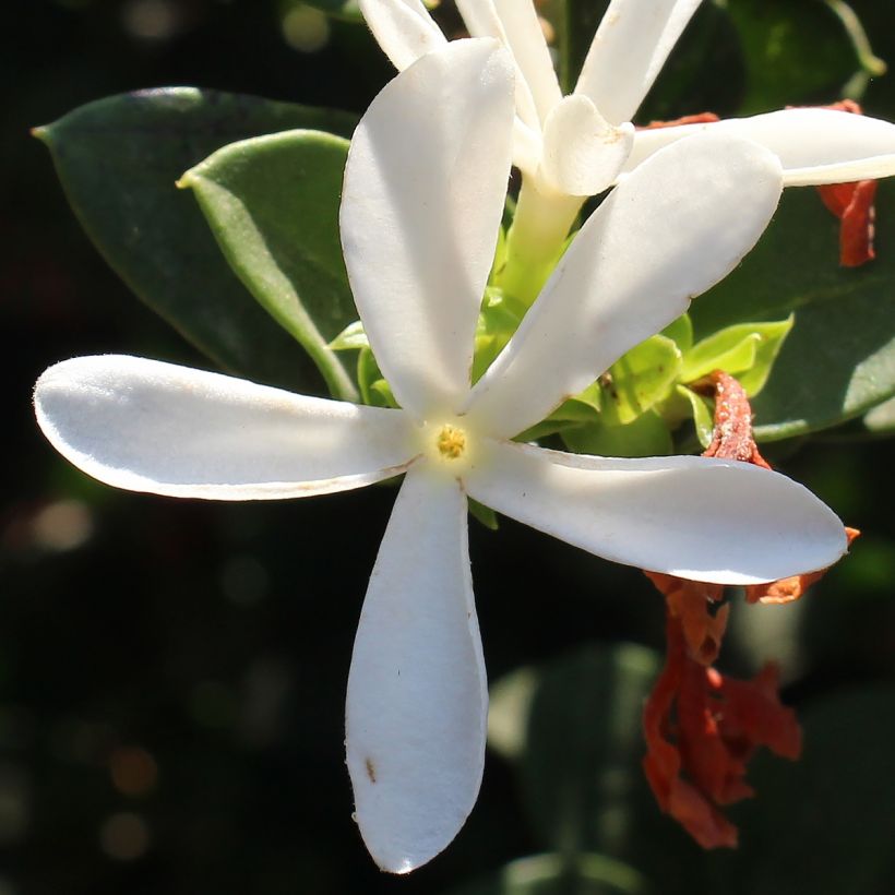 Carissa macrocarpa prostrata - Natalpruim (Bloei)