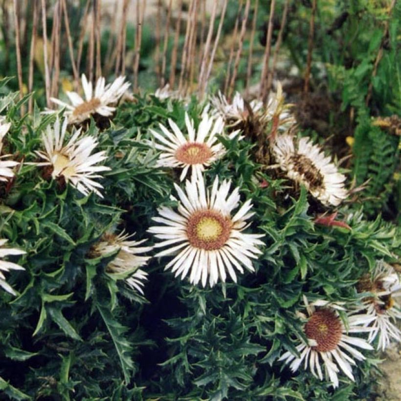 Carlina acaulis ssp. simplex - Zilverdistel (Groeiplaats)