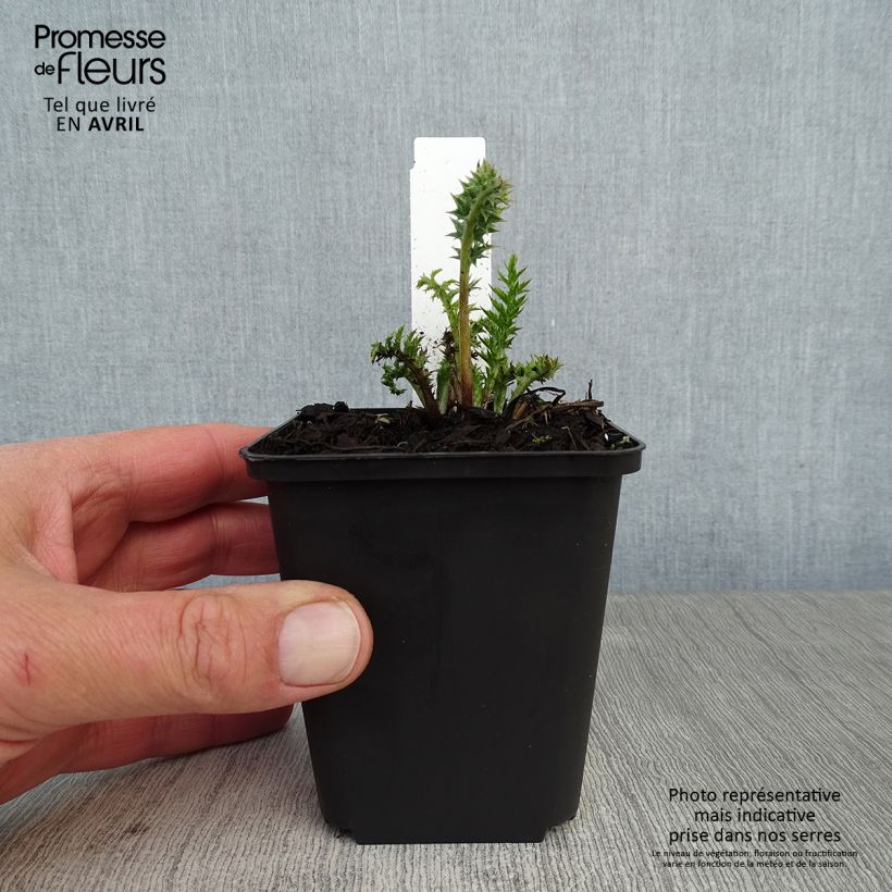 Exemplaar van Carlina acaulis ssp. simplex Bronze - Zilverdistel Kweekpotje van 8/9 cm zoals geleverd in de lente