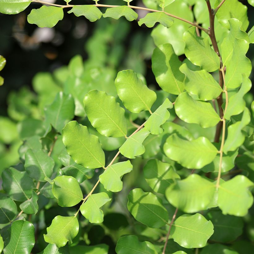 Ceratonia siliqua - Johannesbroodboom (Blad)