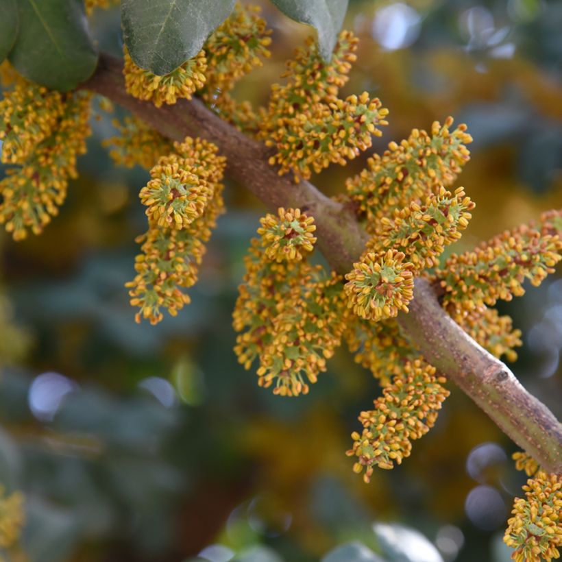 Ceratonia siliqua - Johannesbroodboom (Bloei)