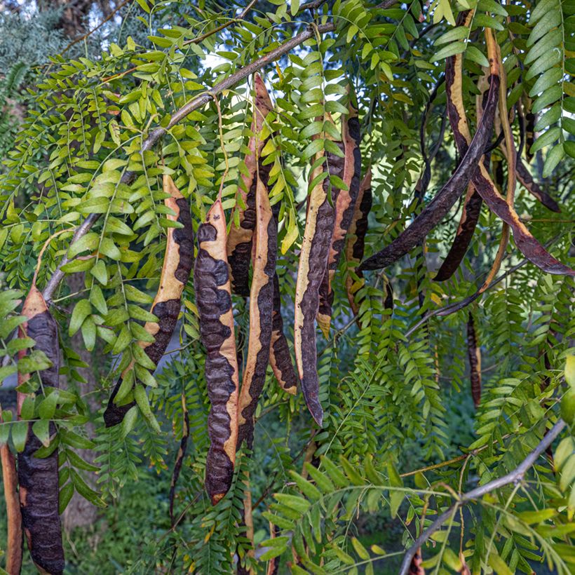 Ceratonia siliqua - Johannesbroodboom (Oogst)