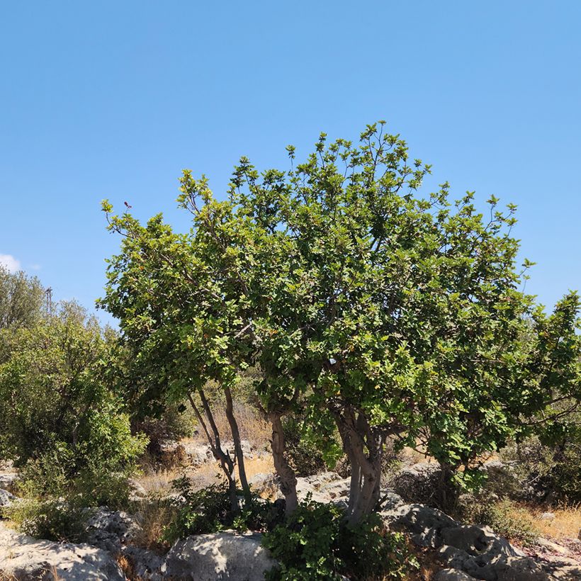 Ceratonia siliqua - Johannesbroodboom (Groeiplaats)