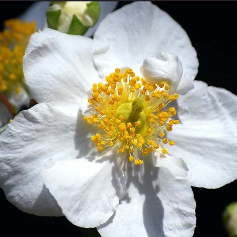 Carpenteria californica Bodnant - Californische bosjasmijn (Bloei)