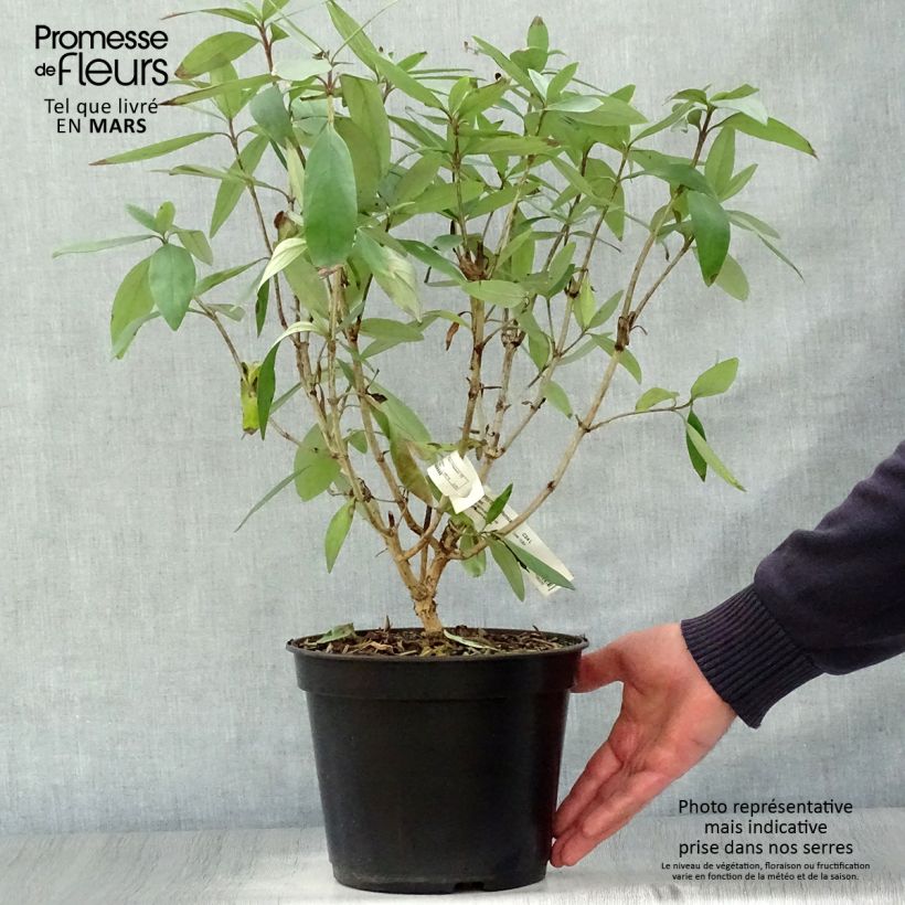 Exemplaar van Carpenteria californica Bodnant - Californische bosjasmijn Pot van 3 l/4 l zoals geleverd in de lente