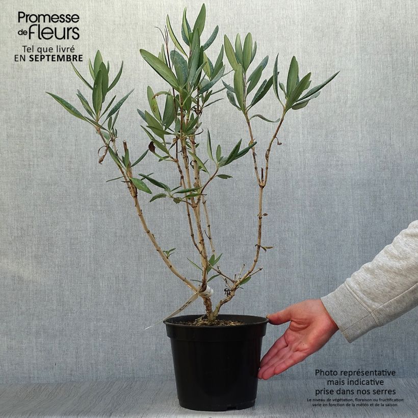 Exemplaar van Carpenteria californica Bodnant - Californische bosjasmijn Pot van 3 l/4 l zoals geleverd in de herfst