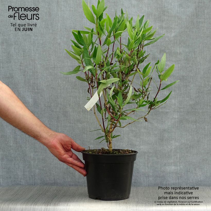 Exemplaar van Carpenteria californica Bodnant - Californische bosjasmijn Pot van 3 l/4 l zoals geleverd in de zomer