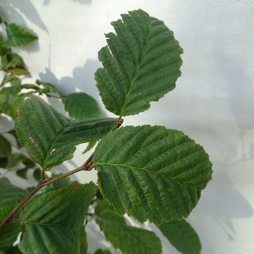 Carpinus betulus - Haagbeuk (Blad)