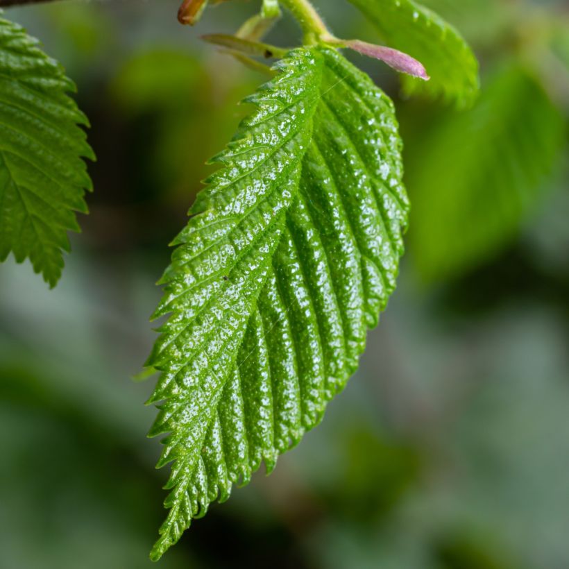 Carpinus betulus - Haagbeuk (Blad)
