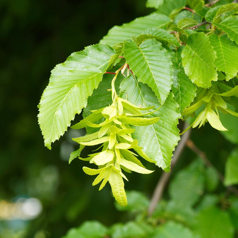 Carpinus betulus Fastigiata - Haagbeuk (Bloei)