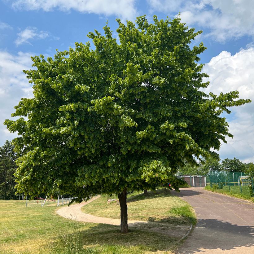 Carpinus betulus Fastigiata - Haagbeuk (Groeiplaats)