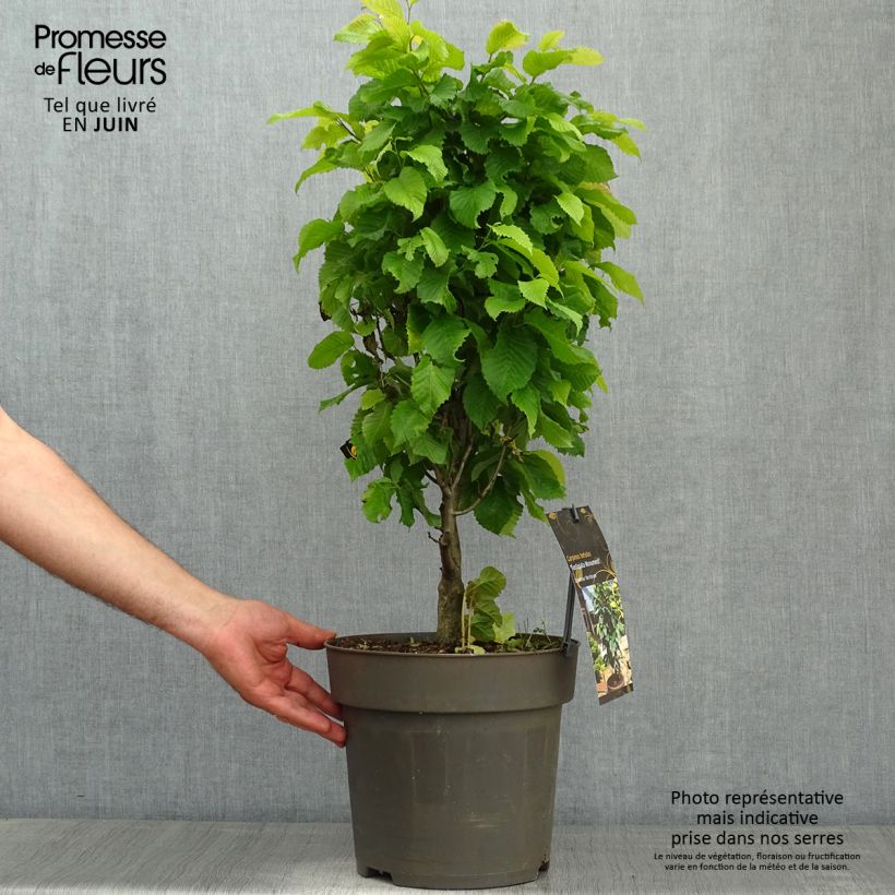Exemplaar van Carpinus betulus Fastigiata Monument - Haagbeuk Pot van 6 l/7 l zoals geleverd in de lente
