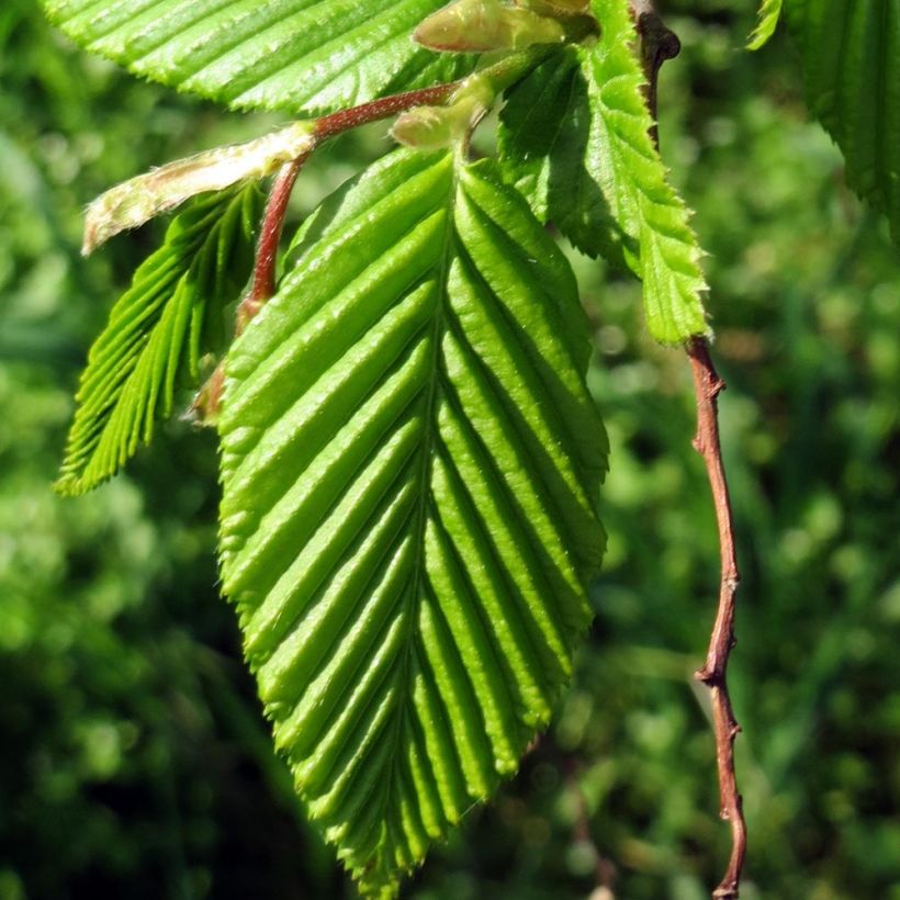 Carpinus betulus Lucas - Haagbeuk (Blad)