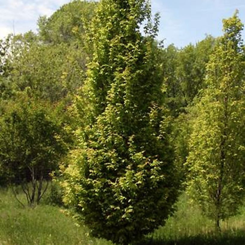 Carpinus betulus Lucas - Haagbeuk (Groeiplaats)