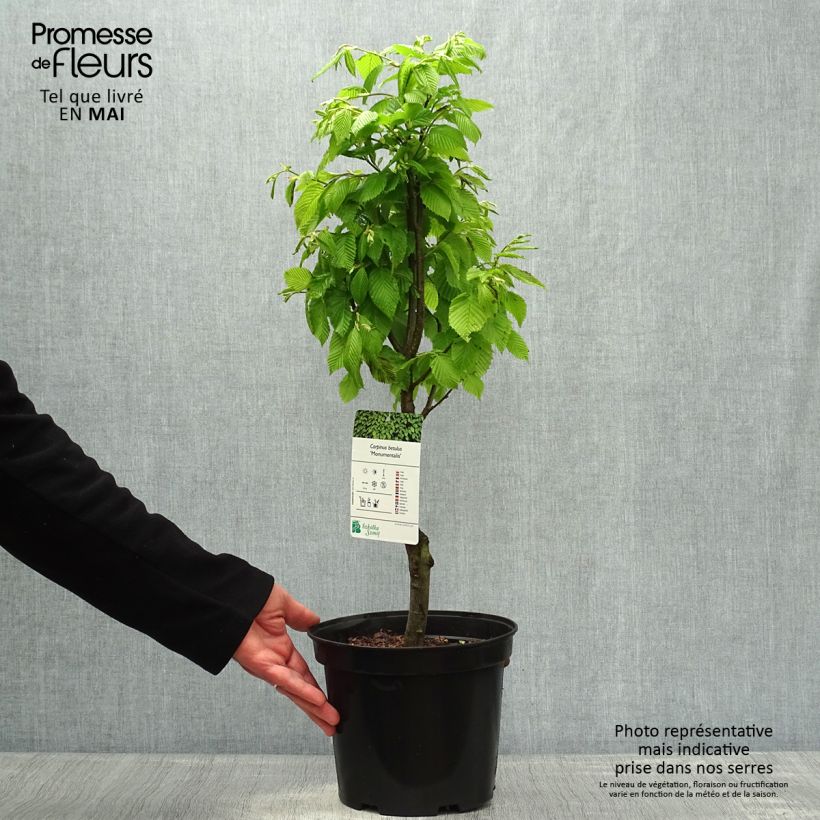 Exemplaar van Carpinus betulus Monumentalis - Haagbeuk Pot van 7,5 l/10 l zoals geleverd in de lente