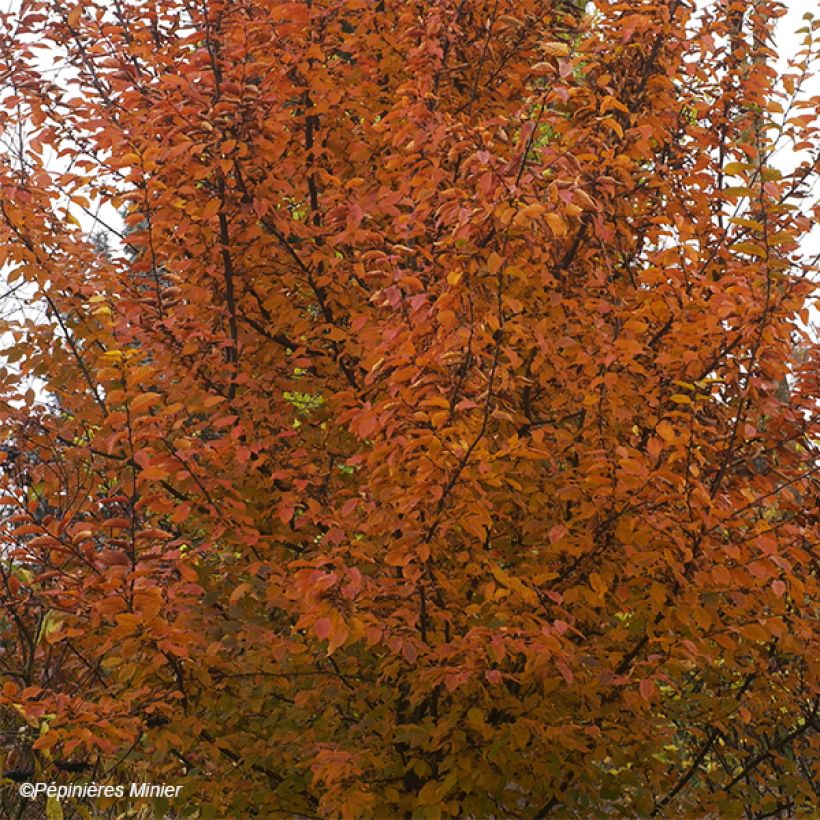 Carpinus betulus Orange Retz - Haagbeuk (Blad)