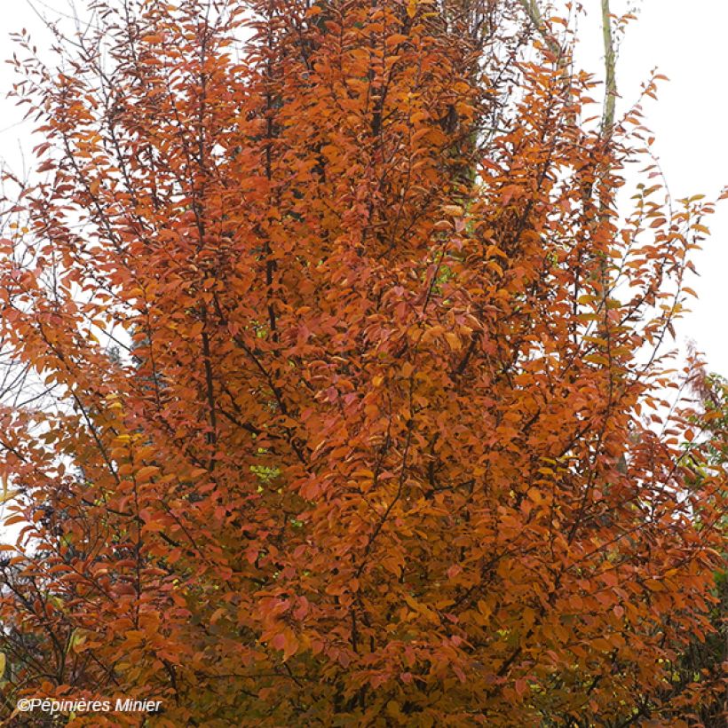 Carpinus betulus Orange Retz - Haagbeuk (Groeiplaats)
