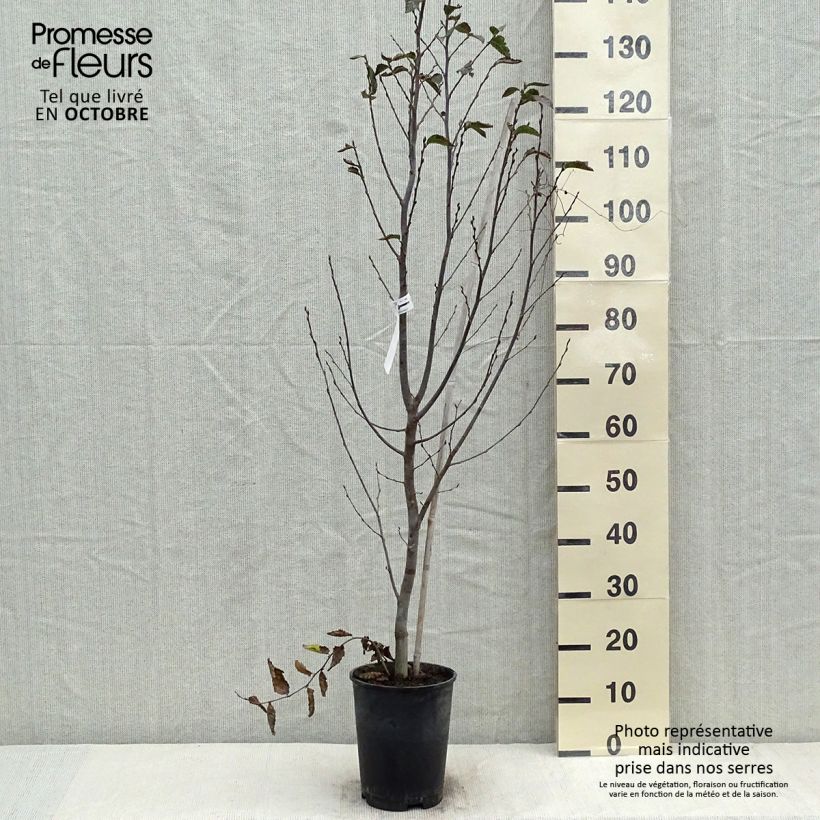 Exemplaar van Carpinus betulus Orange Retz - Haagbeuk Pot van 4 l/5 l zoals geleverd in de herfst