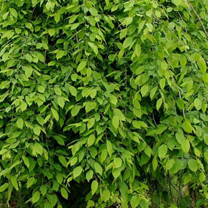 Carpinus betulus Pendula - Haagbeuk (Blad)