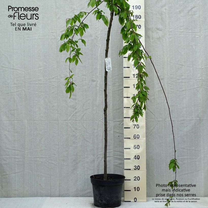 Exemplaar van Carpinus betulus Pendula - Haagbeuk Pot van 12 l/15 l, Stengel zoals geleverd in de lente