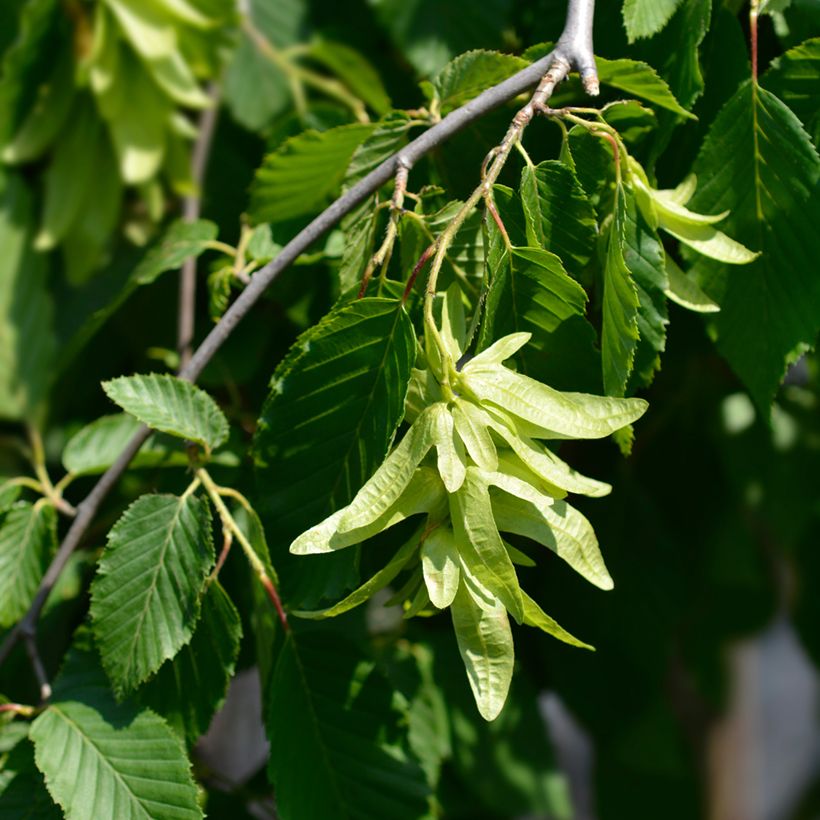 Carpinus betulus Pendula - Haagbeuk (Bloei)