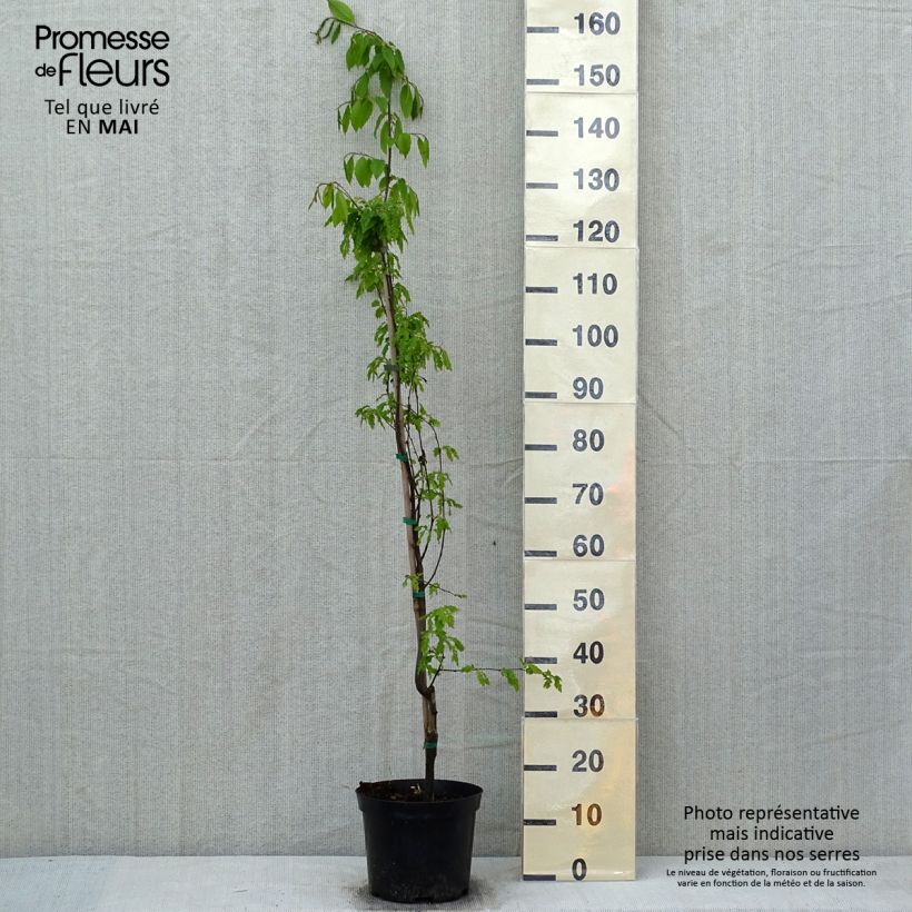 Exemplaar van Carpinus betulus Quercifolia - Haagbeuk Pot van 4 l/5 l zoals geleverd in de lente