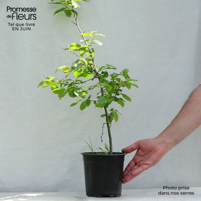 Exemplaar van Carpinus betulus - Haagbeuk Pot van 2 l/3 l zoals geleverd in de zomer