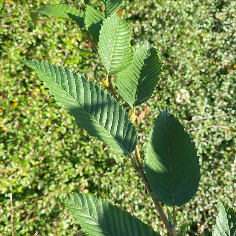 Carpinus japonica - Japanse haagbeuk (Blad)