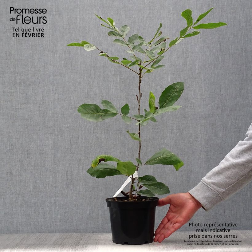 Exemplaar van Pecannoot Pot van 3 l/4 l zoals geleverd in de herfst