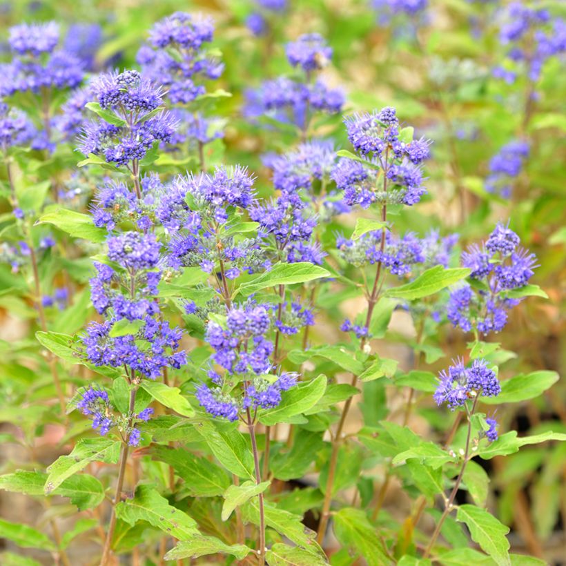 Caryopteris clandonensis Grand Bleu - Blauwe spirea (Bloei)