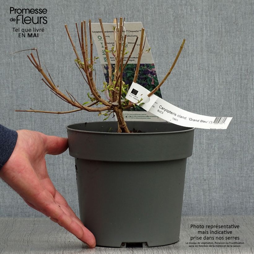 Exemplaar van Caryopteris clandonensis Grand Bleu - Blauwe spirea Pot van 2 l/3 l zoals geleverd in de lente