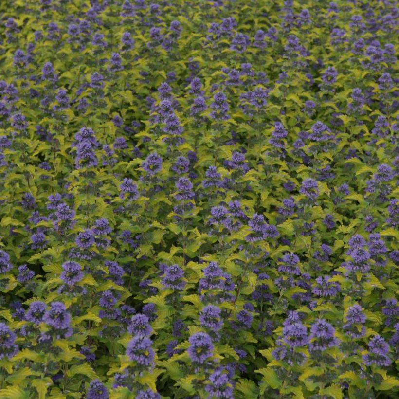 Caryopteris clandonensis Hint of Gold - Blauwe spirea (Bloei)