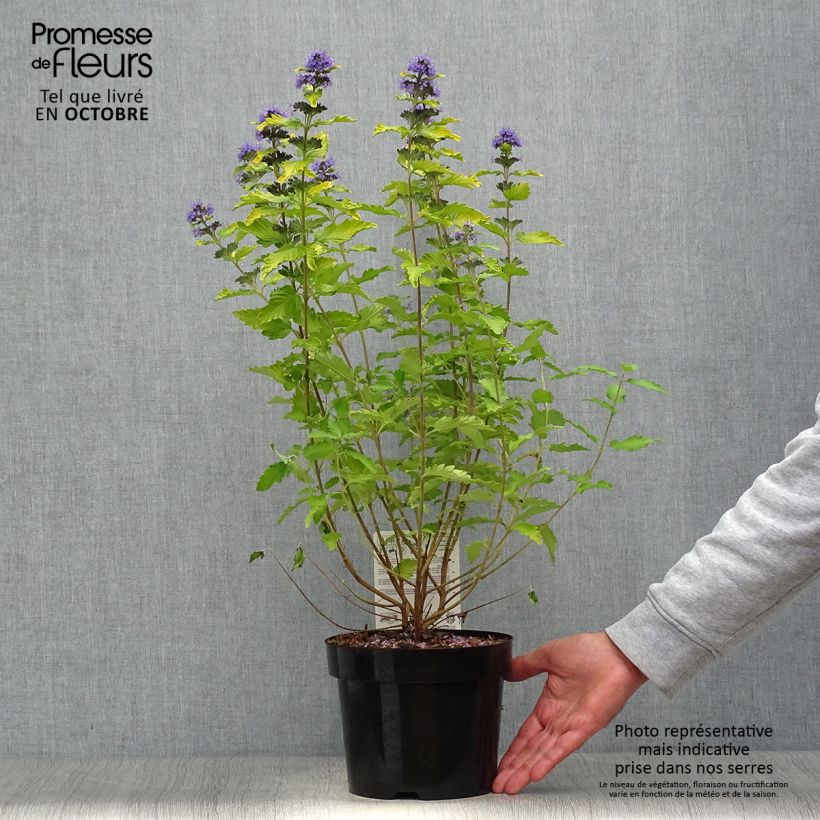 Exemplaar van Caryopteris clandonensis Hint of Gold - Blauwe spirea Pot van 3 l/4 l zoals geleverd in de herfst